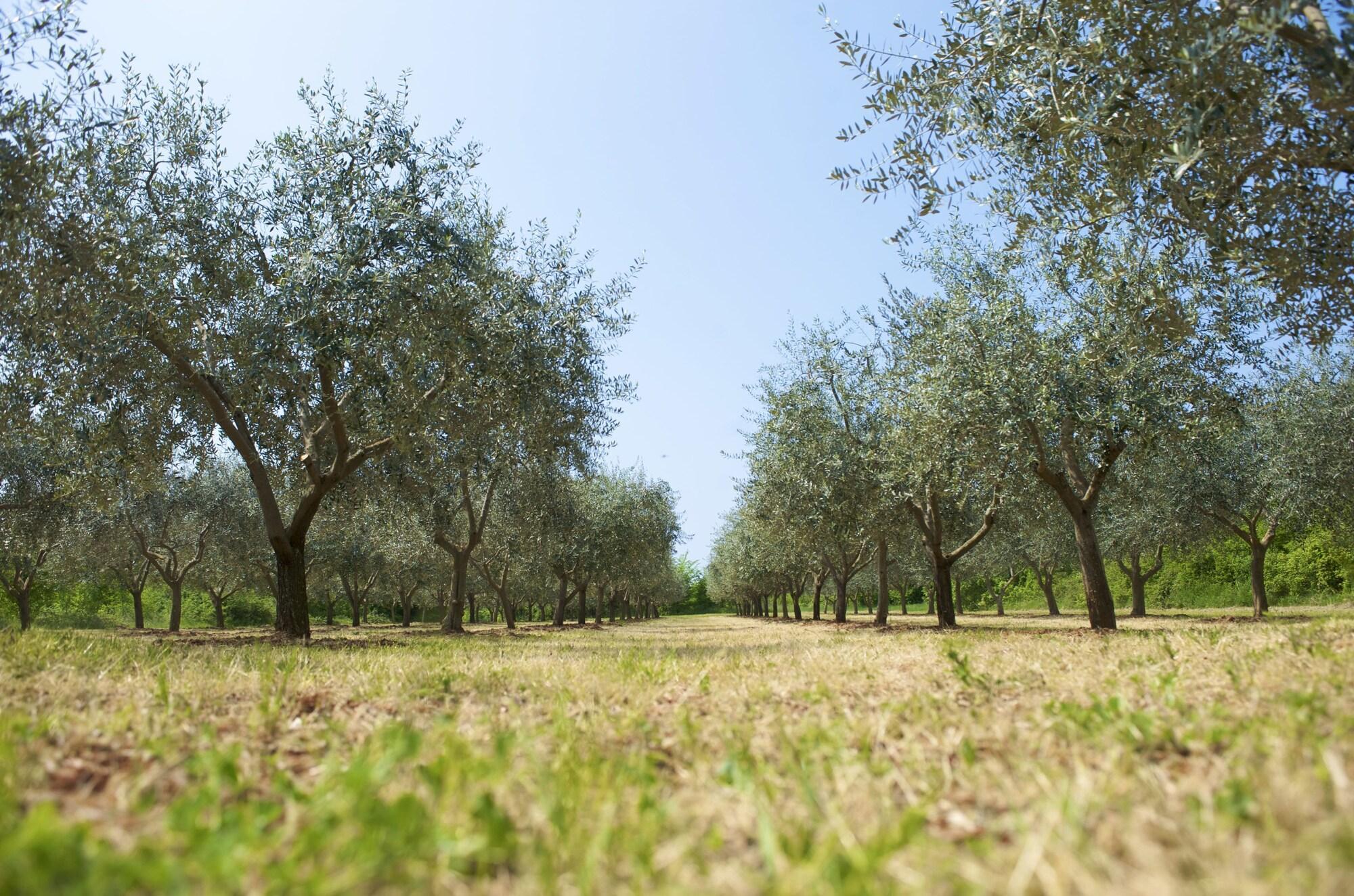 Rivalmare Beach Boutique Hotel - New! Novigrad Istria المظهر الخارجي الصورة